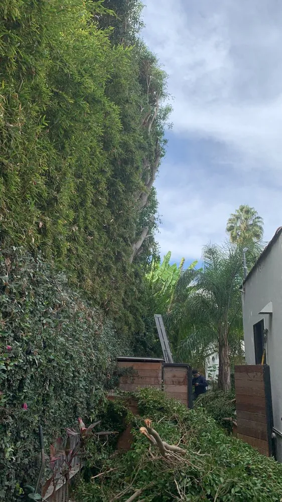 Affordable lawn care service in Santa Monica, CA by Castro Lawncare