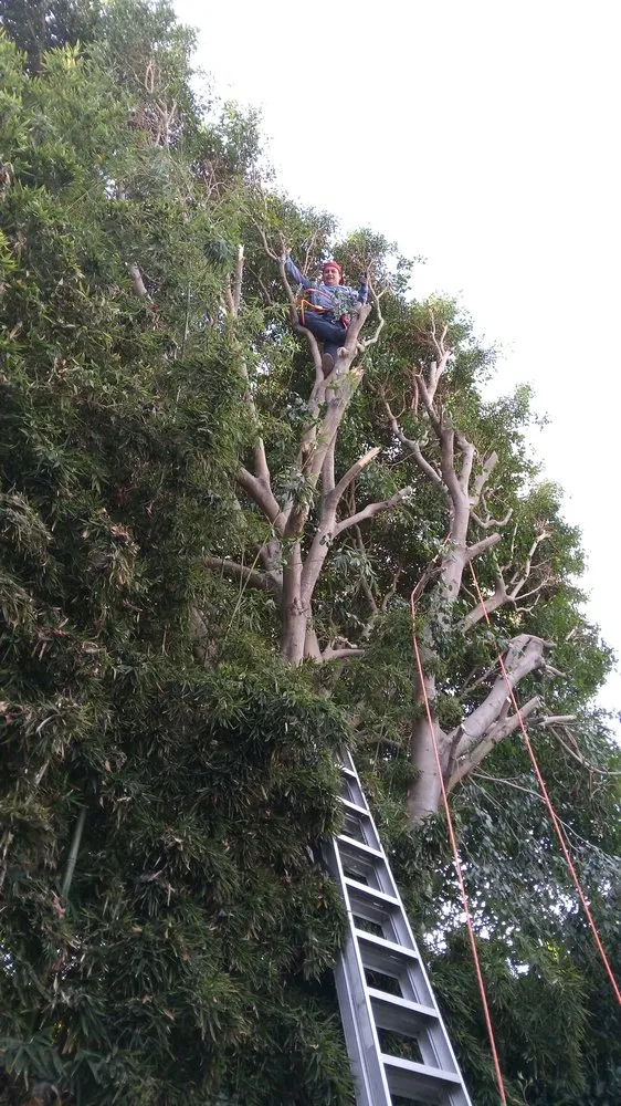 Custom lawn care service experts serving Santa Monica, CA - Castro Lawncare