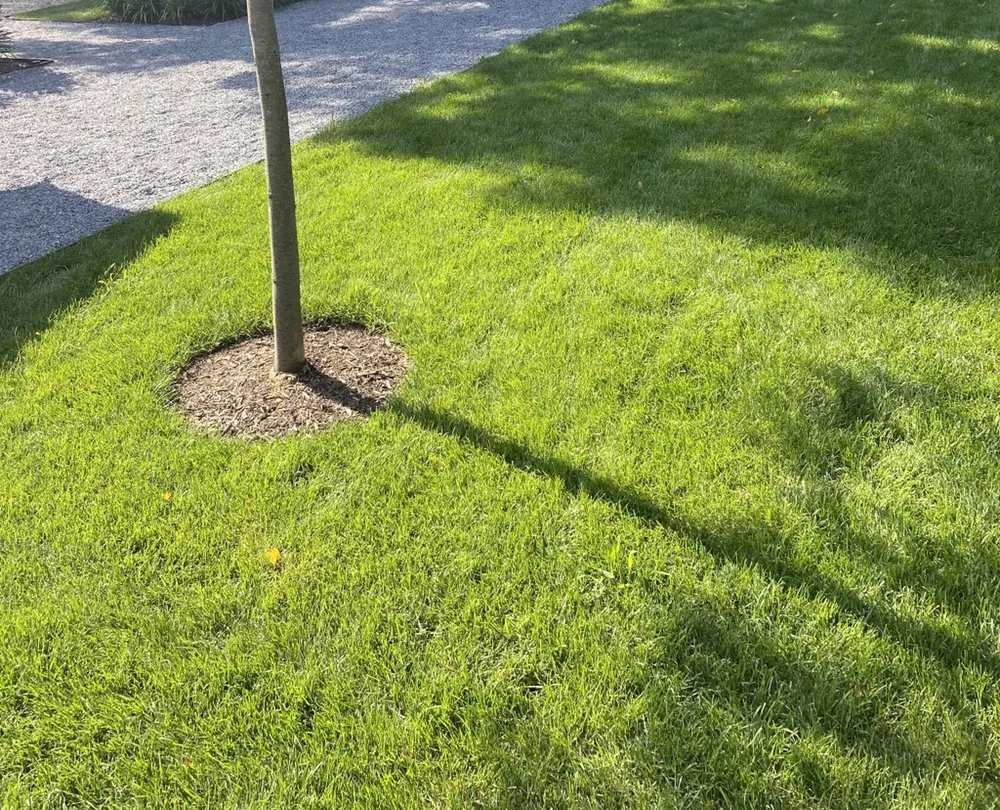 Reliable yard cleanup service near you in Hicksville, NY by Castro Rivera