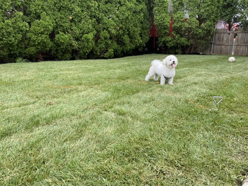 Top-rated lawn mowing service in Hicksville, NY by Castro Rivera