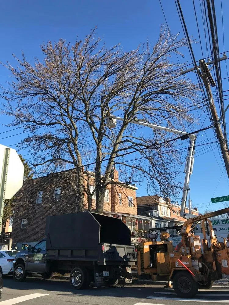 Affordable yard cleanup service for beautiful yards across Yonkers, NY - Castro Tree Service