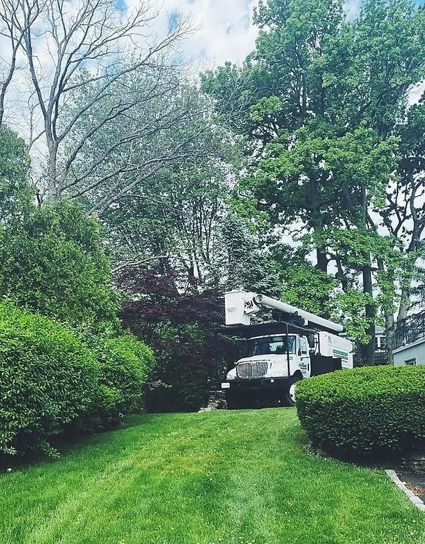 Custom yard cleanup service for homes in Yonkers, NY by Castro Tree Service