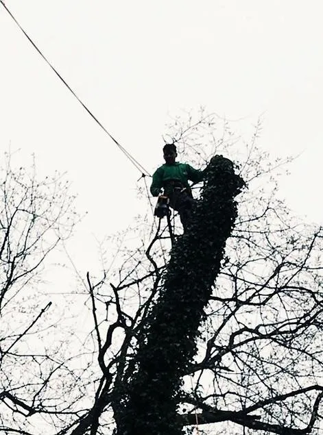 Expert lawn care service experts serving Yonkers, NY - Castro Tree Service