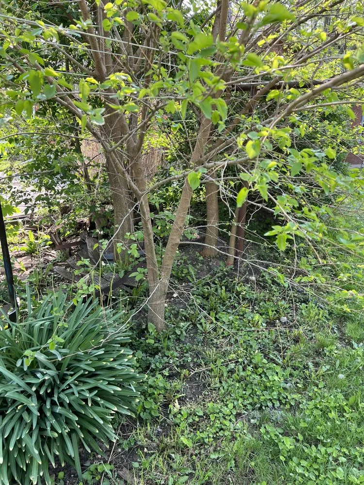 Expert landscape design near you across Harvard, IL - Castro’s Lawn Services