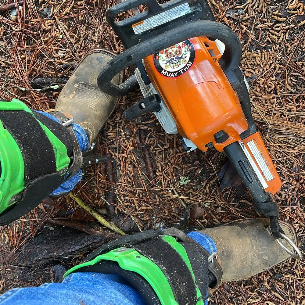 Trusted yard maintenance in Spring, TX - Castro's Tree Service