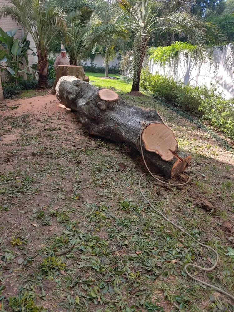 Expert yard maintenance in Spring, TX by Castro's Tree Service