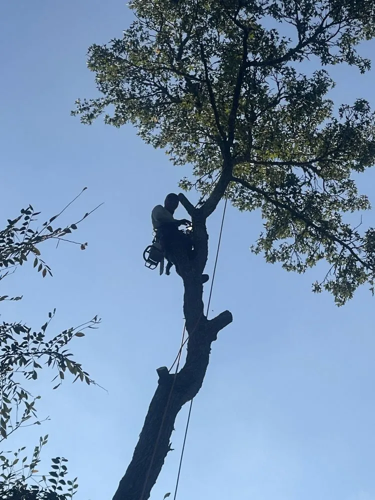 Custom yard maintenance in Spring, TX - Castro's Tree Service