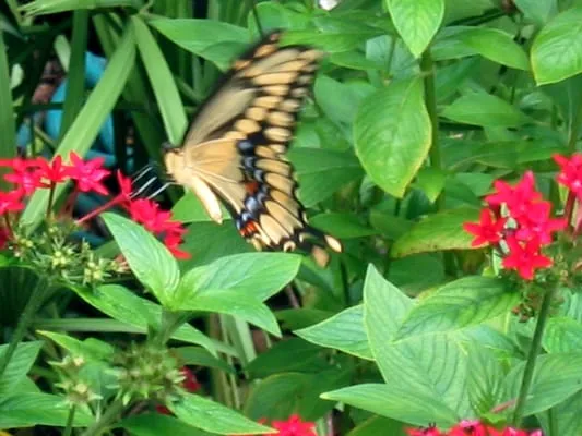 Casumik Lawn Services Logo