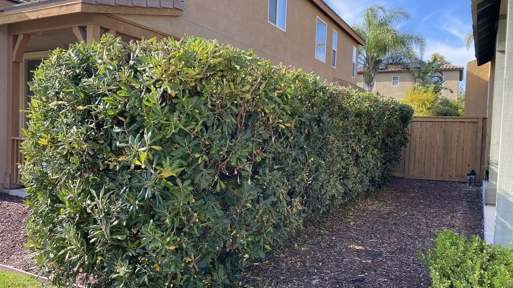 Reliable garden landscaping in Oceanside, CA - Catalina Landscape