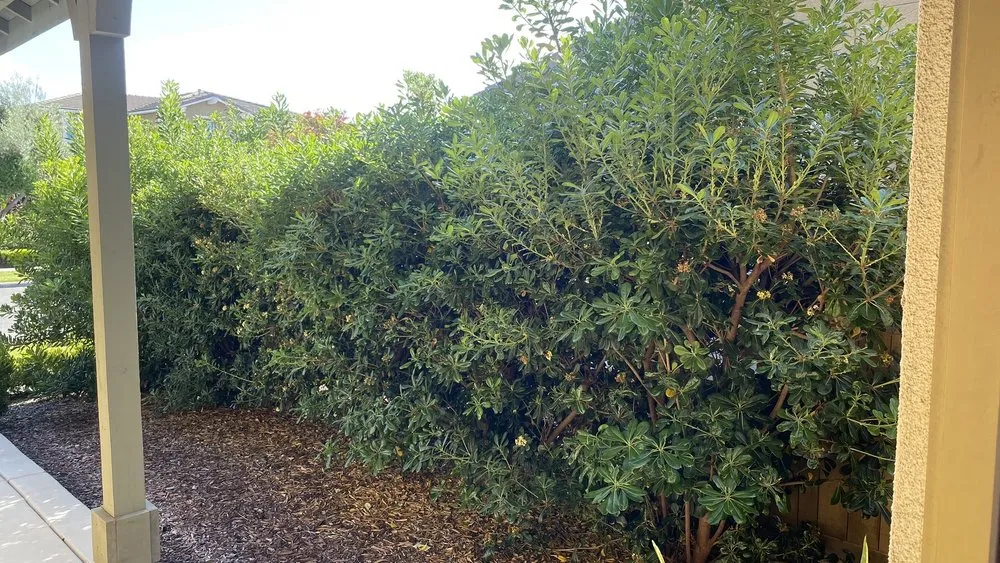 Top-rated outdoor landscaping experts serving Oceanside, CA - Catalina Landscape