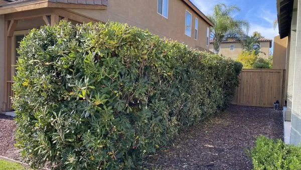 Catalina Landscape Logo