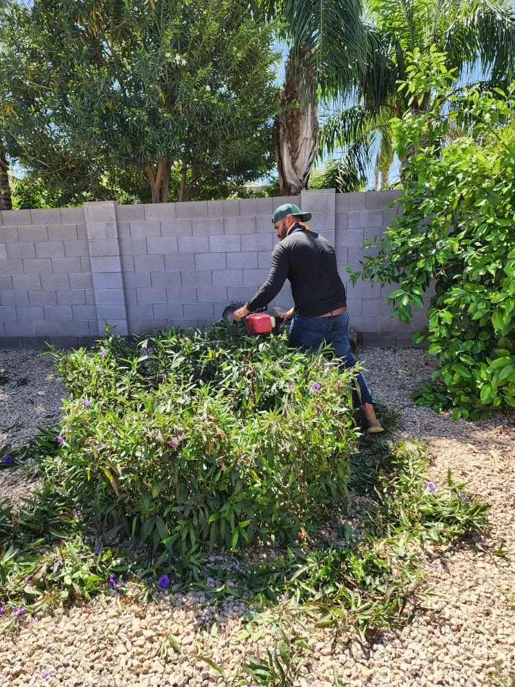 Reliable yard cleanup service for residential properties across Mesa, AZ - Catalina Landscaping