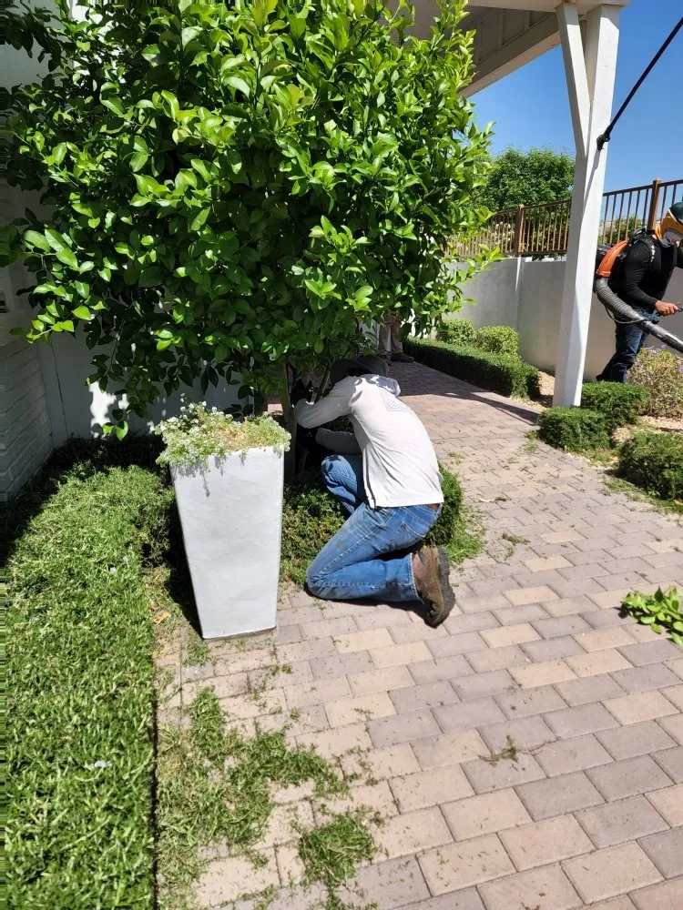 Expert yard cleanup service for homes across Mesa, AZ - Catalina Landscaping