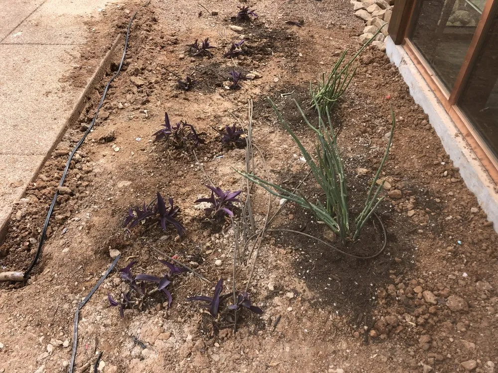 Custom yard cleanup service experts serving Tucson, AZ - Catalina Mountain Landscaping