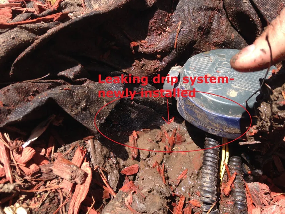 Trusted lawn care service in Carson, CA - Catalina's Landscaping