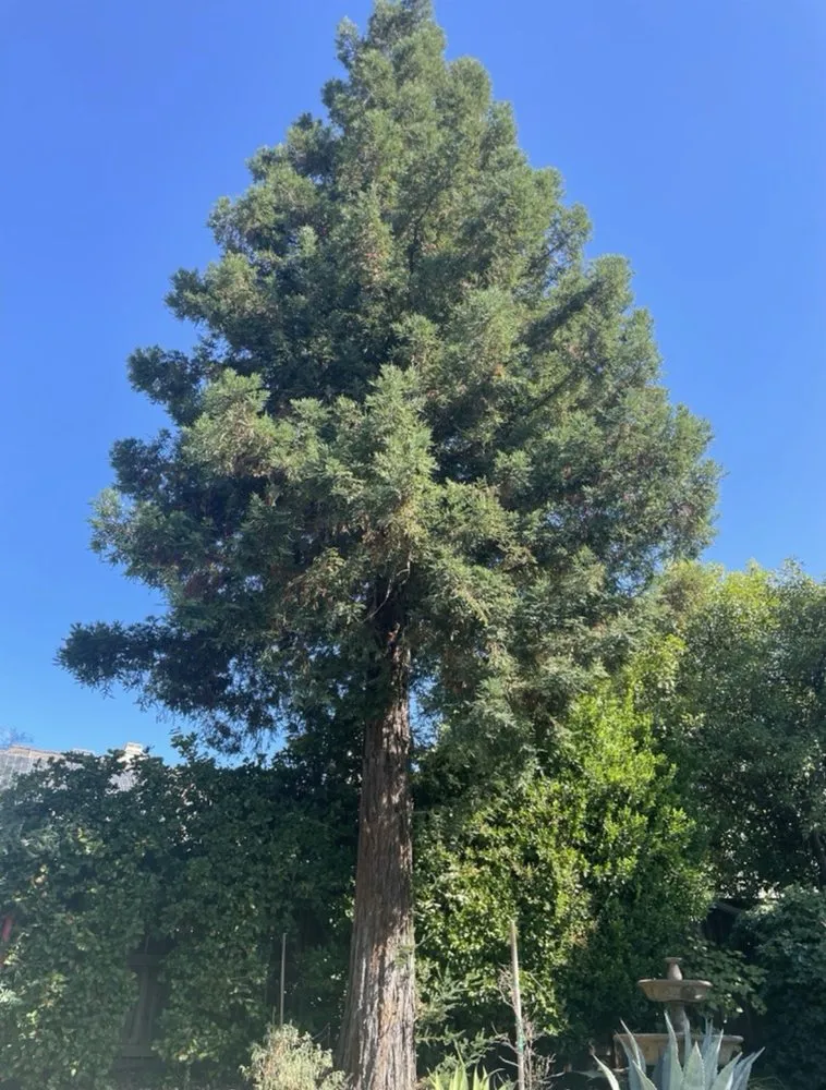 Professional lawn care service in Yuba City, CA by Catalpa Tree Specialist