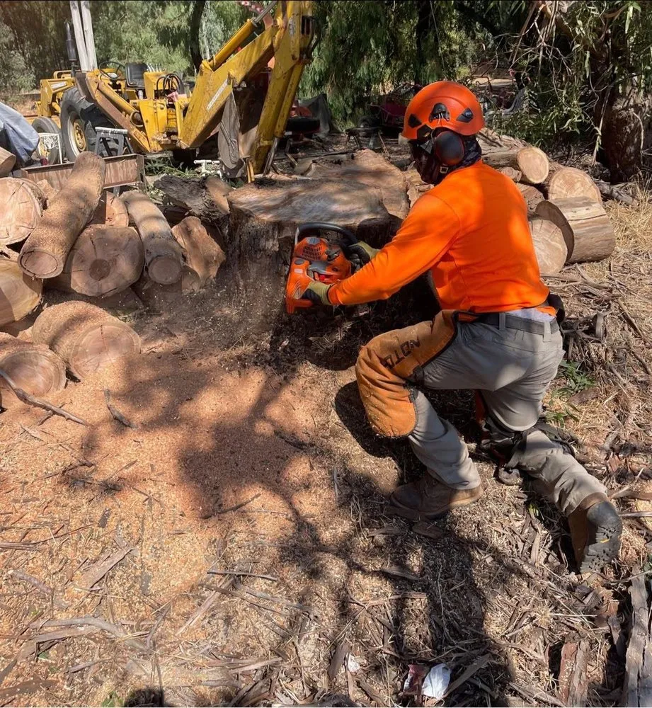 Custom outdoor landscaping experts serving Yuba City, CA - Catalpa Tree Specialist