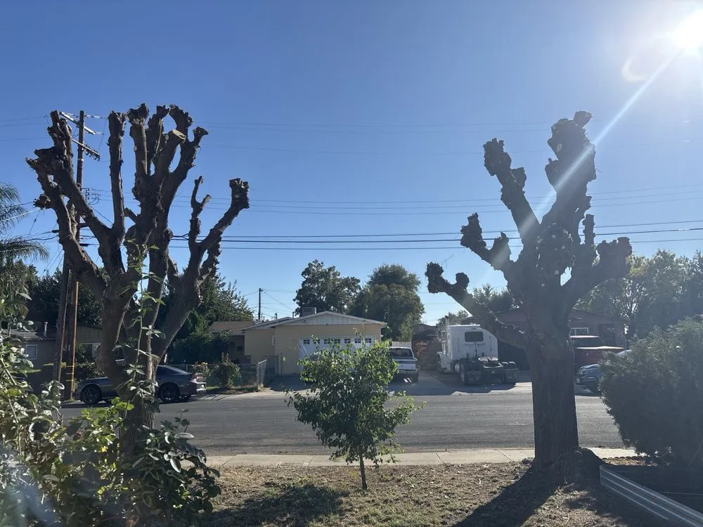 Local landscape design for beautiful yards in Yuba City, CA by Catalpa Tree Specialist