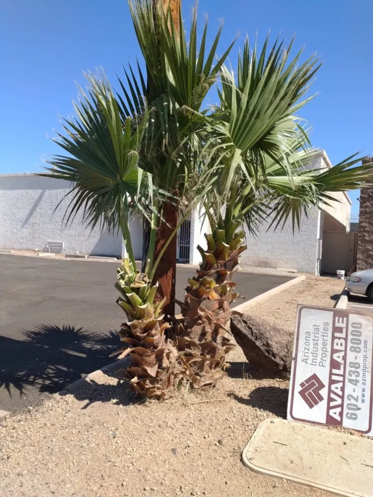 Local lawn care service in Mesa, AZ - Catalyna & Lily Landscapes