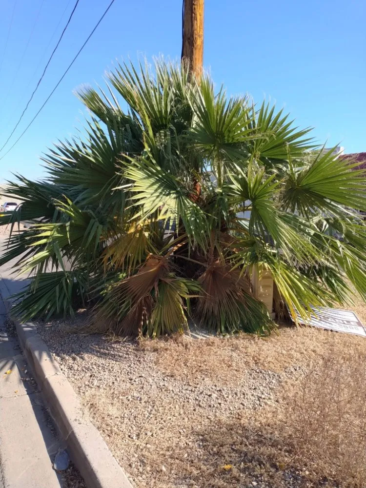 Professional landscape design experts serving Mesa, AZ - Catalyna & Lily Landscapes