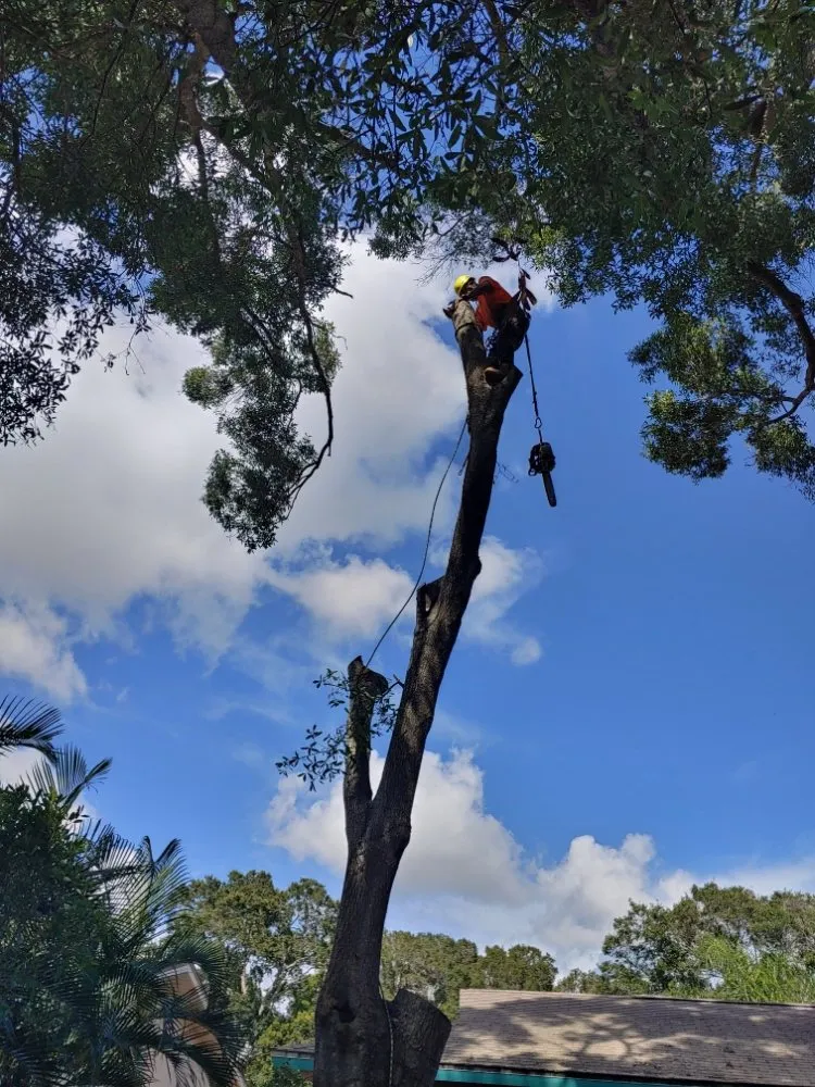 Local yard cleanup service in Largo, FL by Catergory 5 Tree Service
