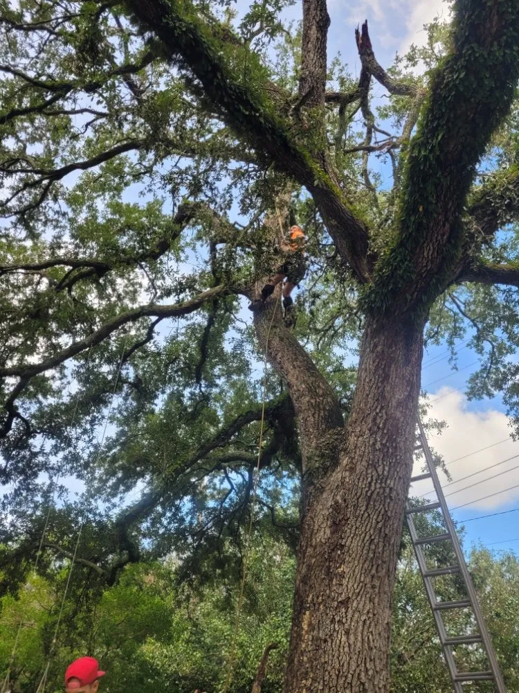 Expert residential landscaping in Largo, FL - Catergory 5 Tree Service