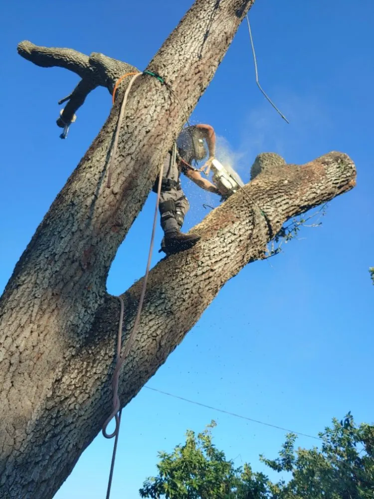 Affordable lawn mowing service for year-round maintenance in Largo, FL by Catergory 5 Tree Service