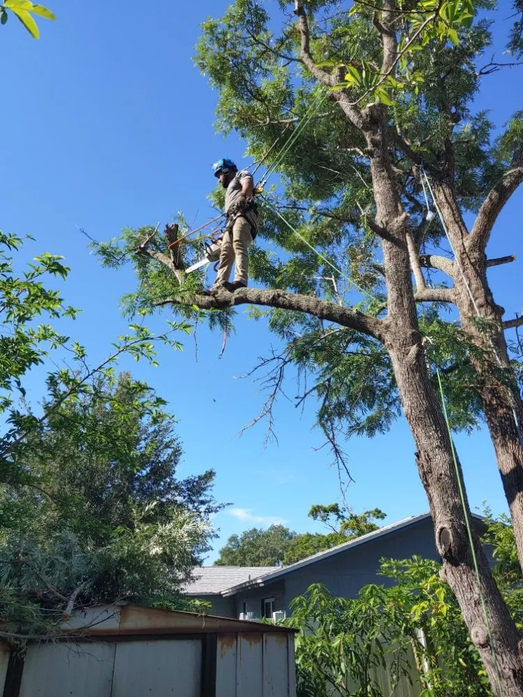 Custom yard maintenance experts serving Largo, FL - Catergory 5 Tree Service