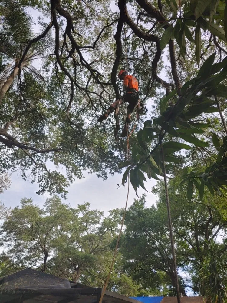 Top-rated lawn care service near you across Largo, FL - Catergory 5 Tree Service