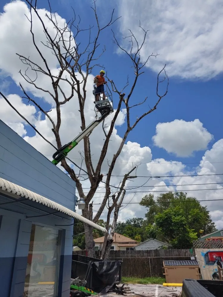 Reliable landscaping services experts serving Largo, FL - Catergory 5 Tree Service