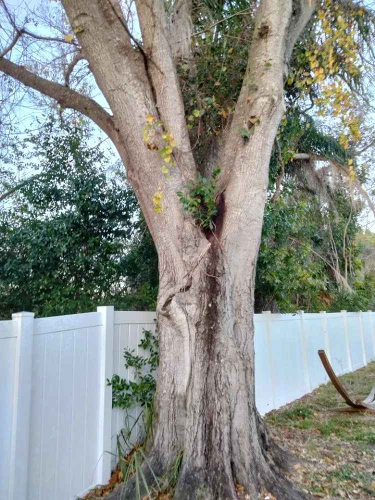 Custom landscape installation for beautiful yards in Largo, FL by Catergory 5 Tree Service