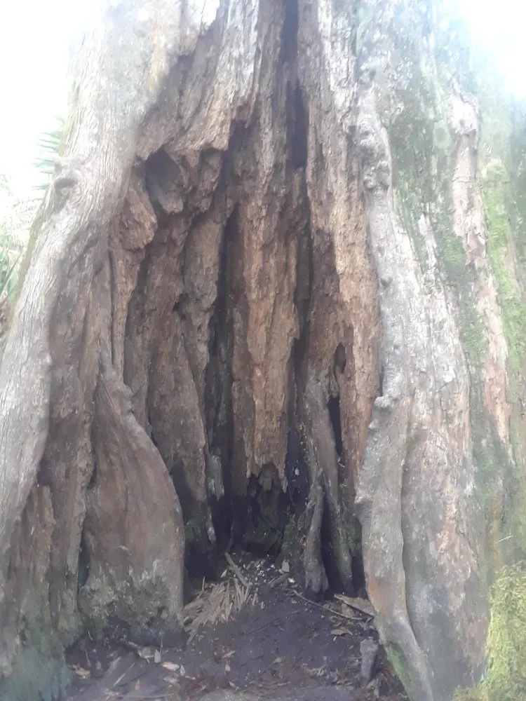 Reliable landscape design in Largo, FL - Catergory 5 Tree Service