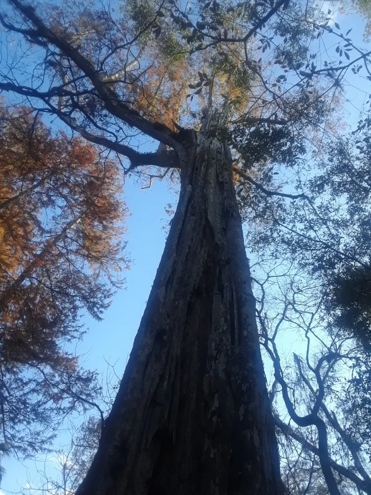 Trusted yard maintenance with custom design across Largo, FL - Catergory 5 Tree Service