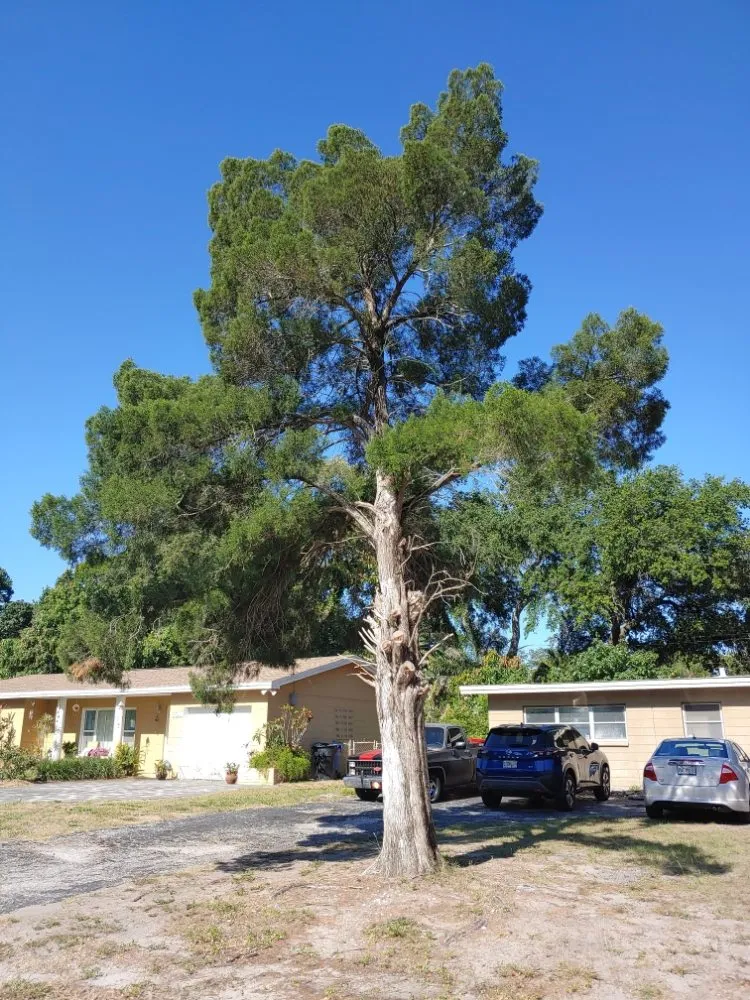 Custom yard maintenance near you across Largo, FL - Catergory 5 Tree Service