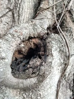 Catergory 5 Tree Service Logo