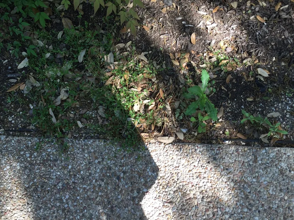 Local lawn mowing service for outdoor upgrades in Austin, TX by Catheys Lawn Care