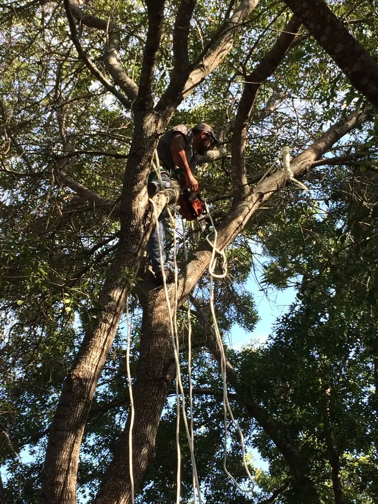 Reliable landscaping services in Austin, TX by Catheys Lawn Care