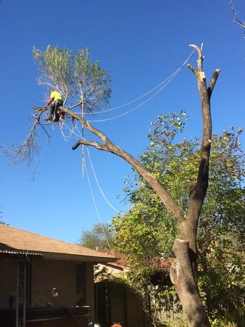 Professional yard maintenance near you in Austin, TX by Catheys Lawn Care