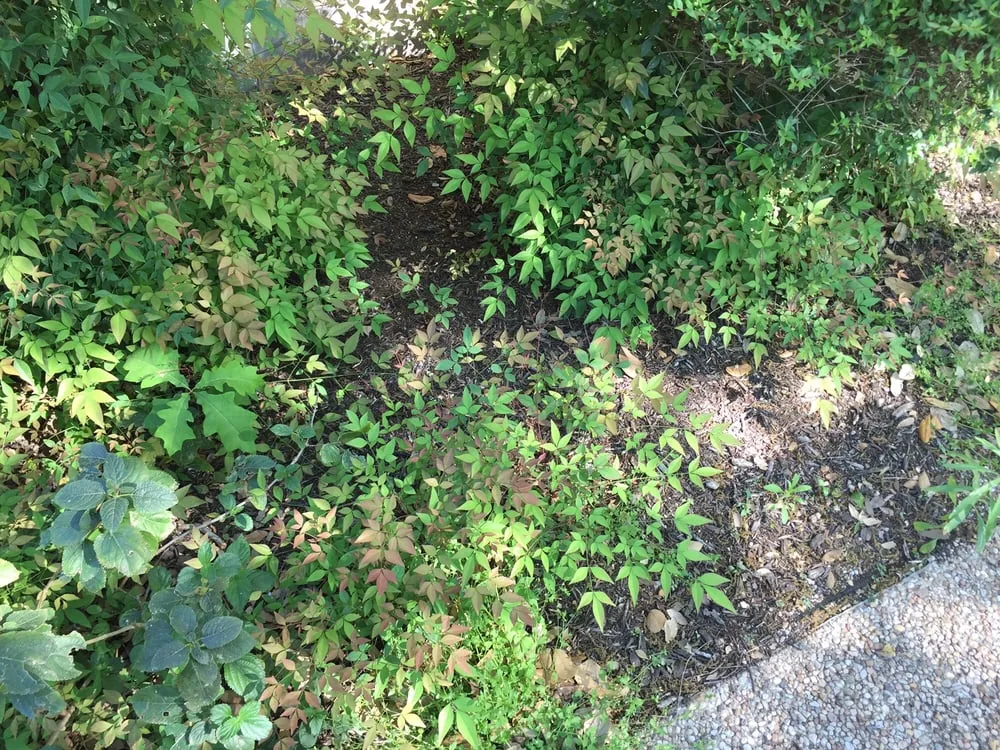 Expert outdoor landscaping in Austin, TX by Catheys Lawn Care