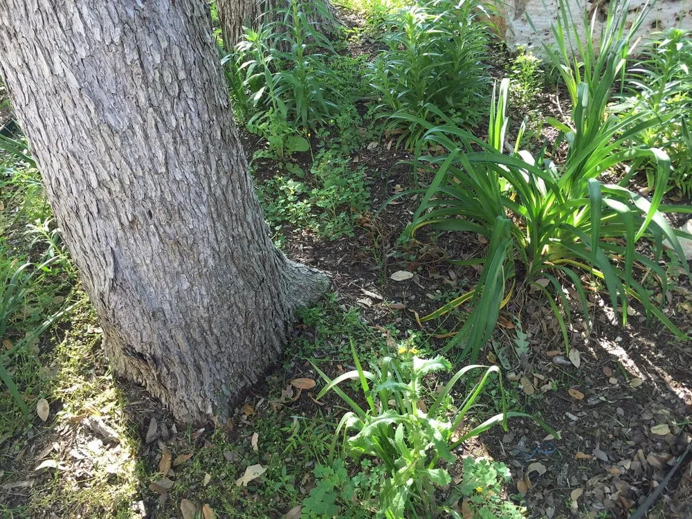 Trusted yard cleanup service for outdoor upgrades across Austin, TX - Catheys Lawn Care