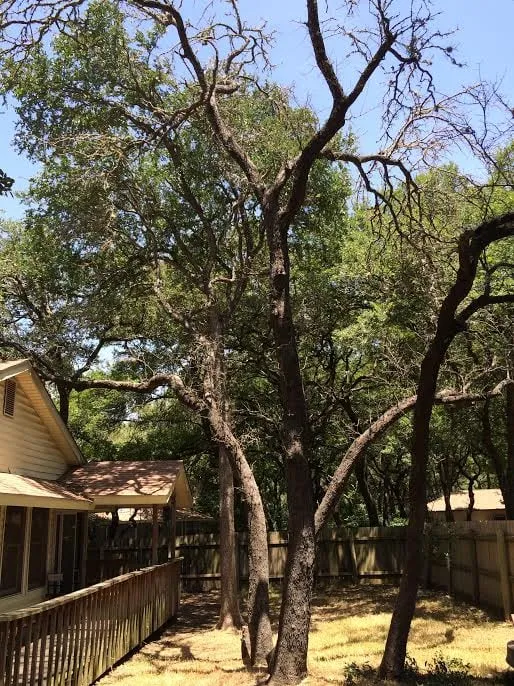 Affordable landscaping services for homes in Austin, TX by Catheys Lawn Care