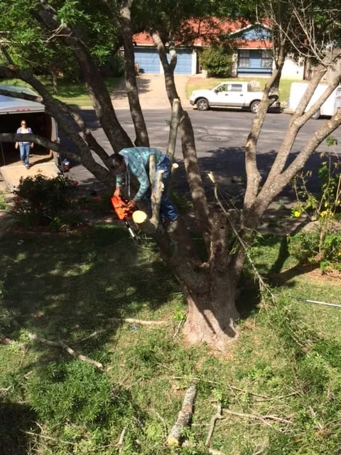 Affordable landscape installation for residential properties in Austin, TX by Catheys Lawn Care