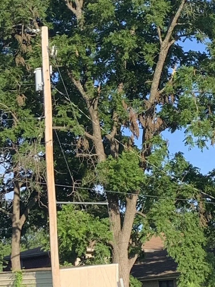 Reliable yard cleanup service experts serving Gassville, AR - Cathys Homecare & Maintenance