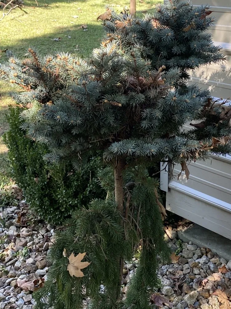 Top-rated lawn care service in Gassville, AR by Cathys Homecare & Maintenance