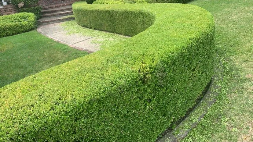 Trusted landscape design experts serving Sacramento, CA - Catillos Lawn Service