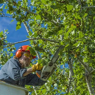 Affordable landscape design in Midland, TX by Cato's Tree & Lawn Care Services