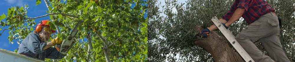 Reliable garden landscaping experts serving Midland, TX - Cato's Tree & Lawn Care Services