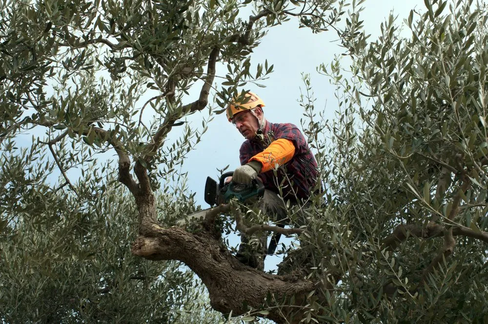 Local lawn mowing service in Midland, TX by Cato's Tree & Lawn Care Services