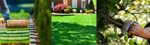 Cato's Tree & Lawn Care Services Logo
