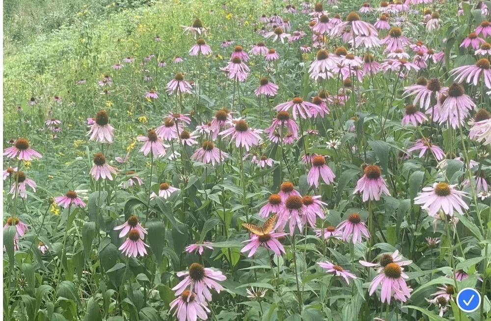 Affordable lawn mowing service in Kingston, NY - Catskill Mountain Gardening